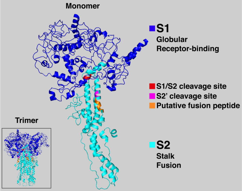 Viruses 04 01011 g003 1024