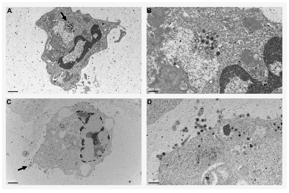 Viruses 04 01075 g001 1024