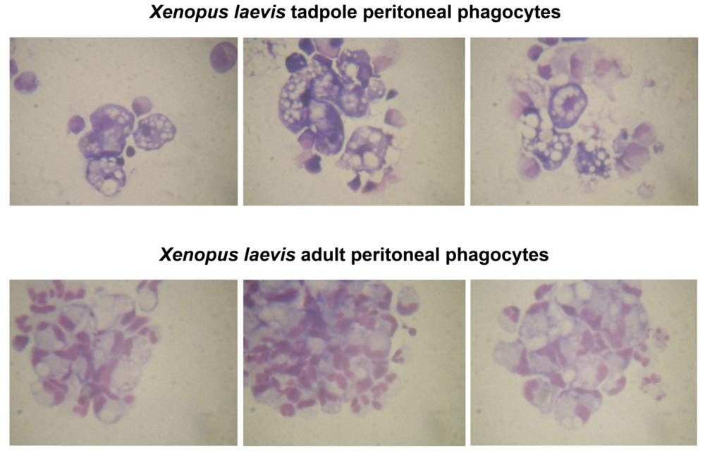 Viruses 04 01075 g002 1024