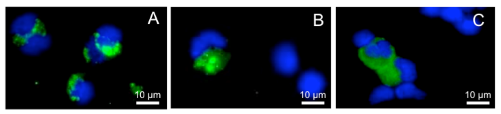 Viruses 04 01075 g003 1024