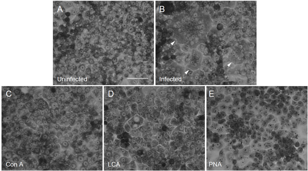 Viruses 04 01104 g001