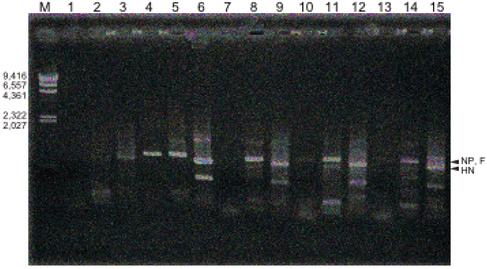 Viruses 04 01104 g002 1024