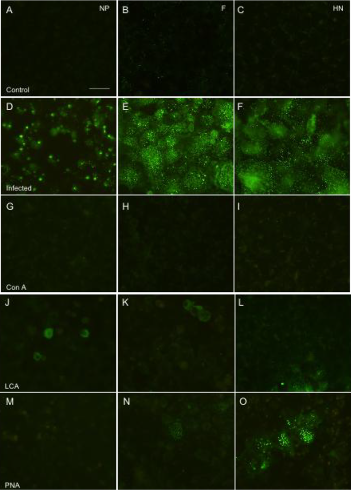 Viruses 04 01104 g003