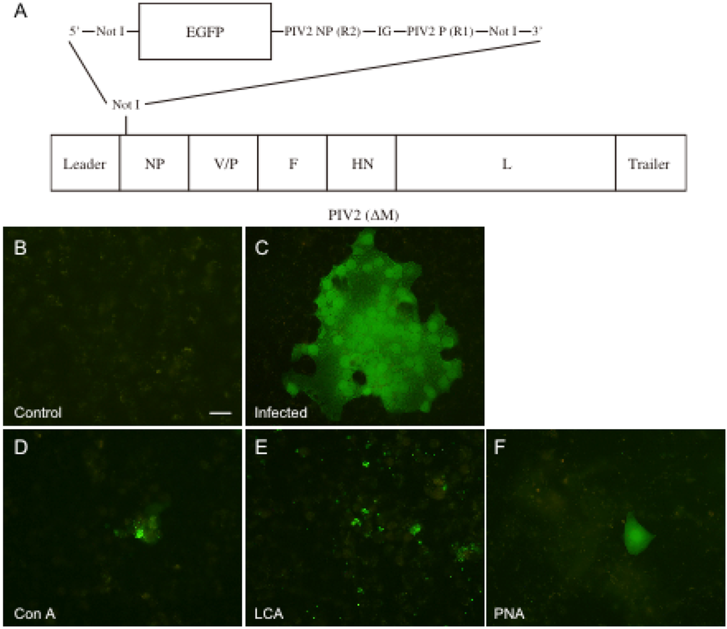 Viruses 04 01104 g004 1024