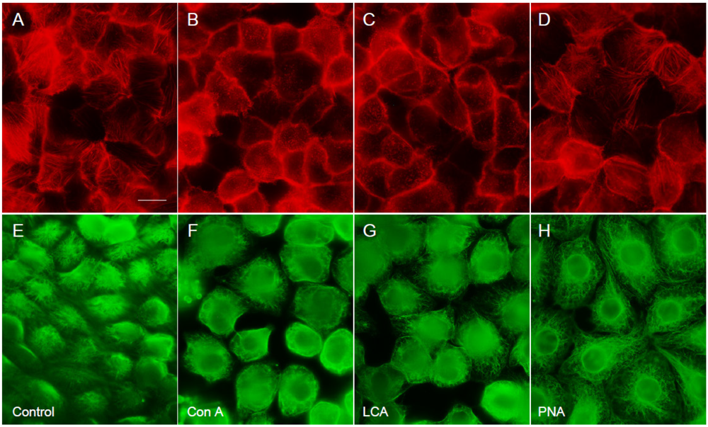 Viruses 04 01104 g006