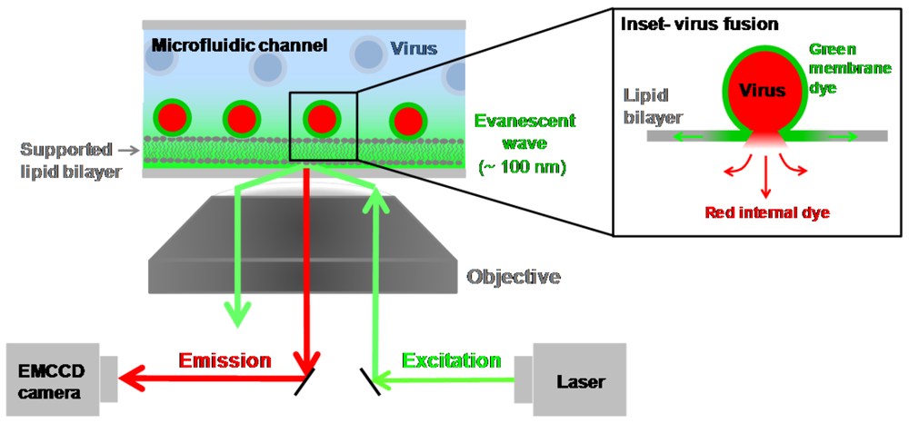 Viruses 04 01144 g004 1024