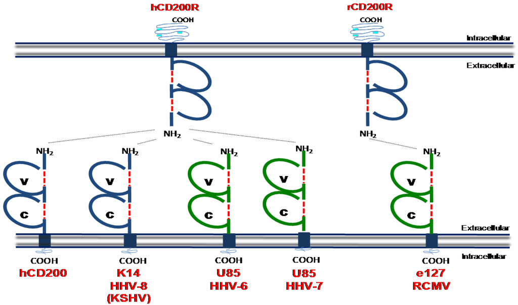 Viruses 04 01182 g002 1024