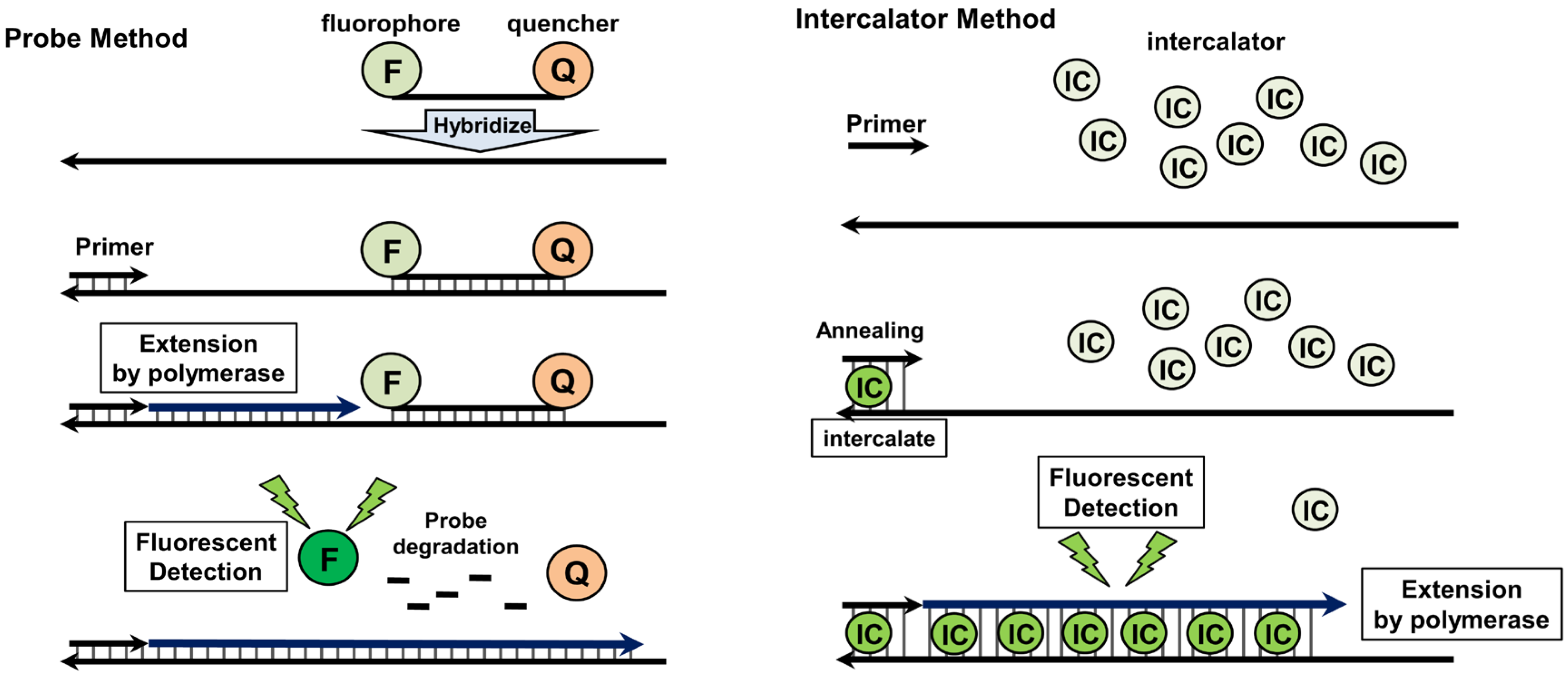 Viruses 04 01235 g002