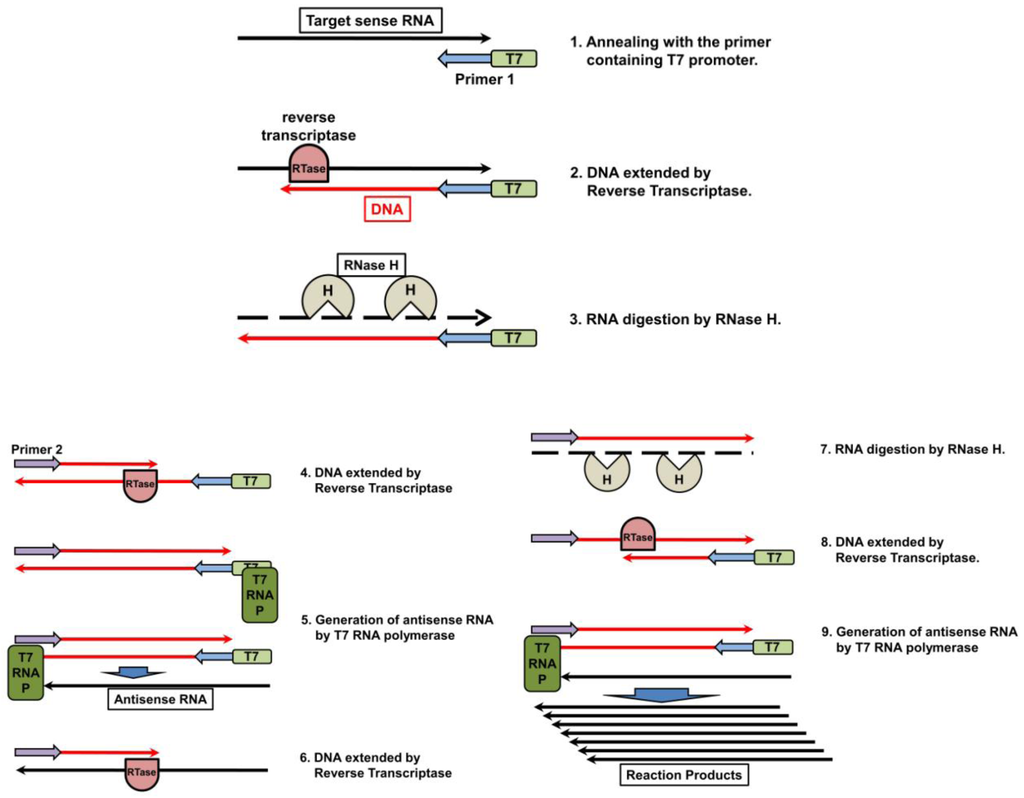 Viruses 04 01235 g005 1024