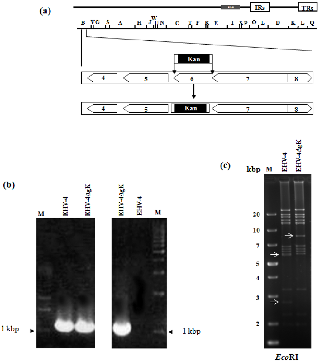 Viruses 04 01258 g001 1024