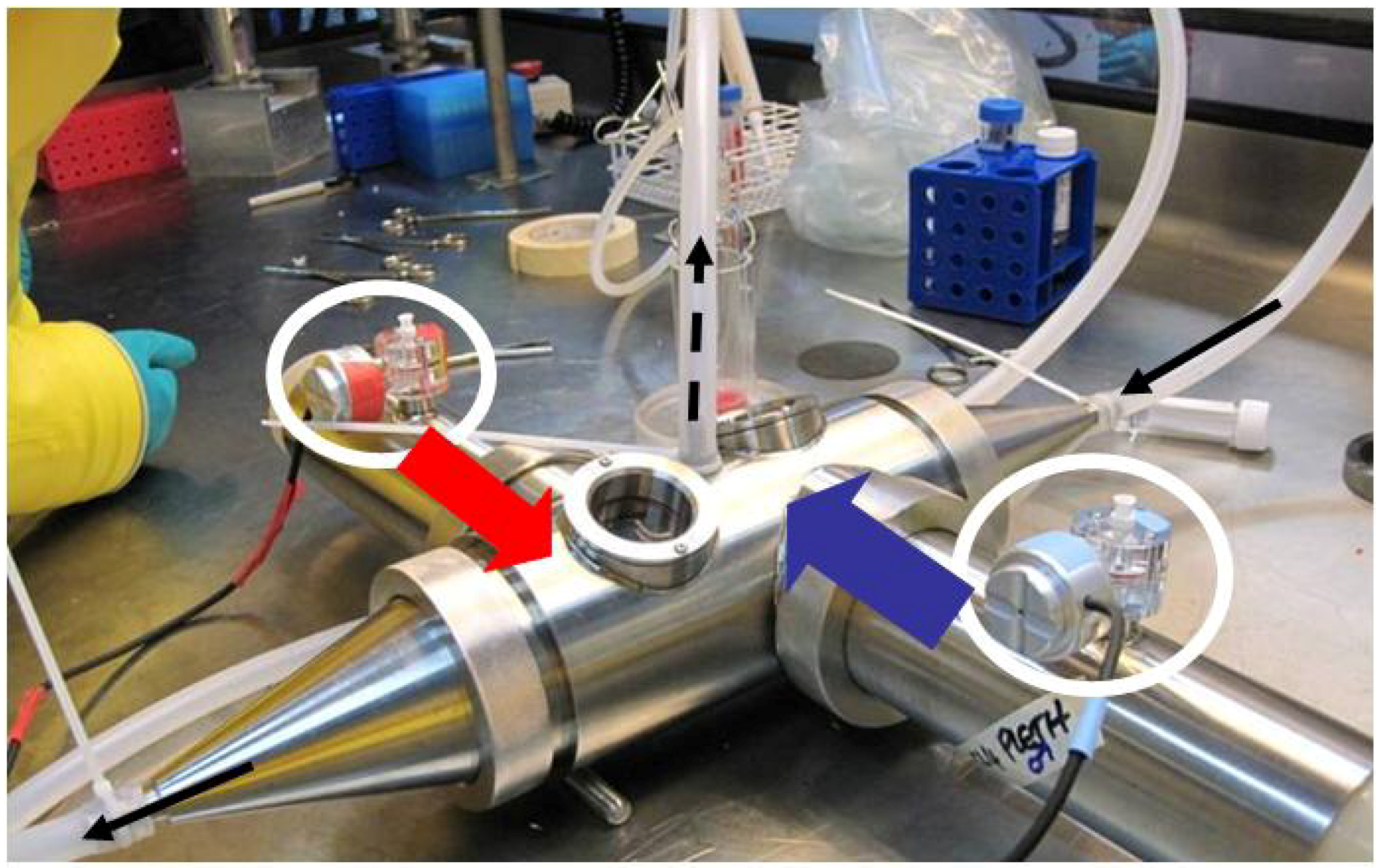 Viruses 04 01305 g005