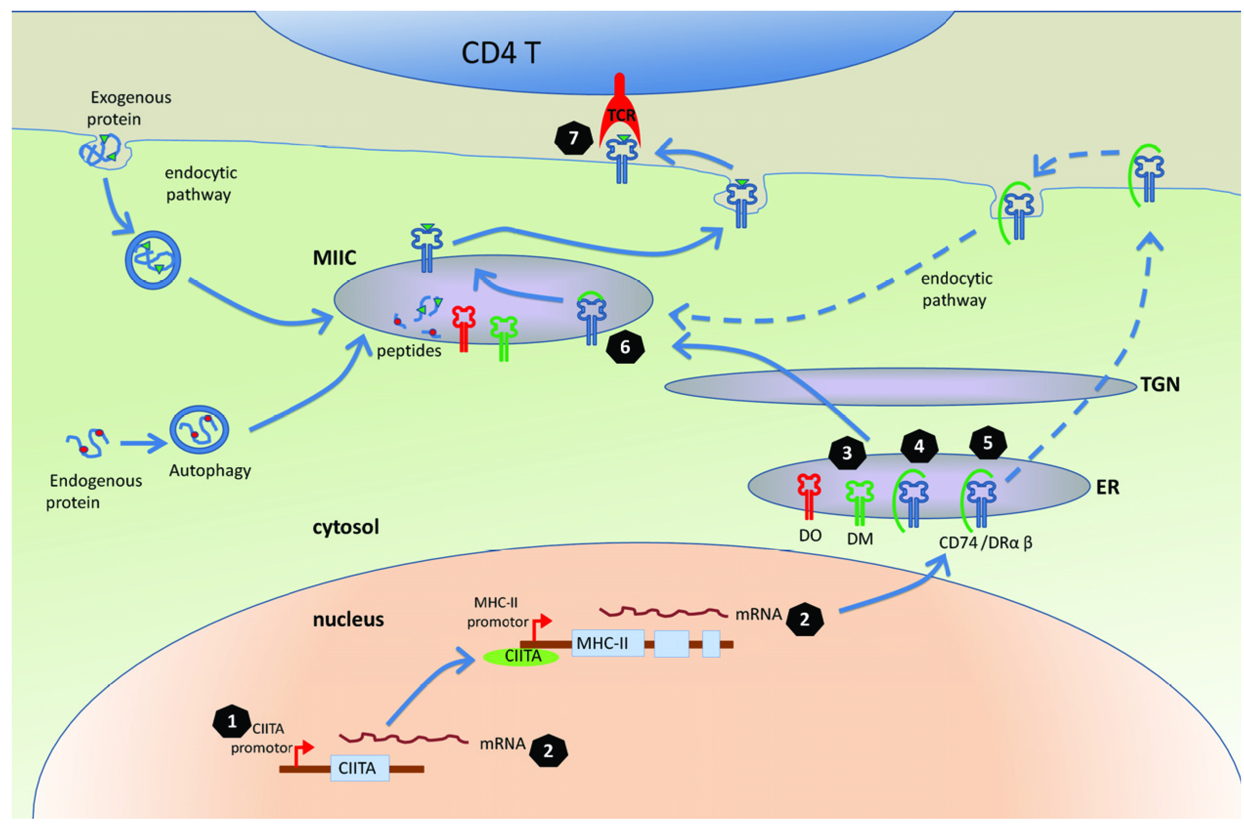 Viruses 04 01335 g001