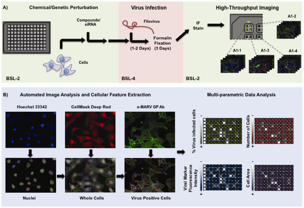 Viruses 04 01354 g001 1024