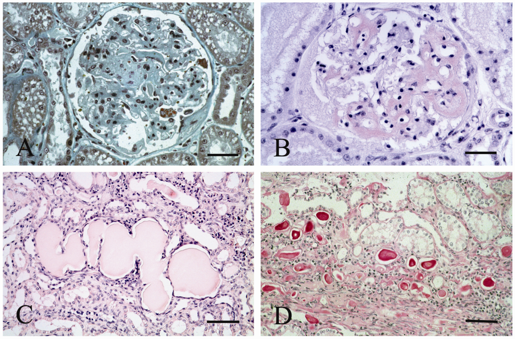 Viruses 04 01372 g003