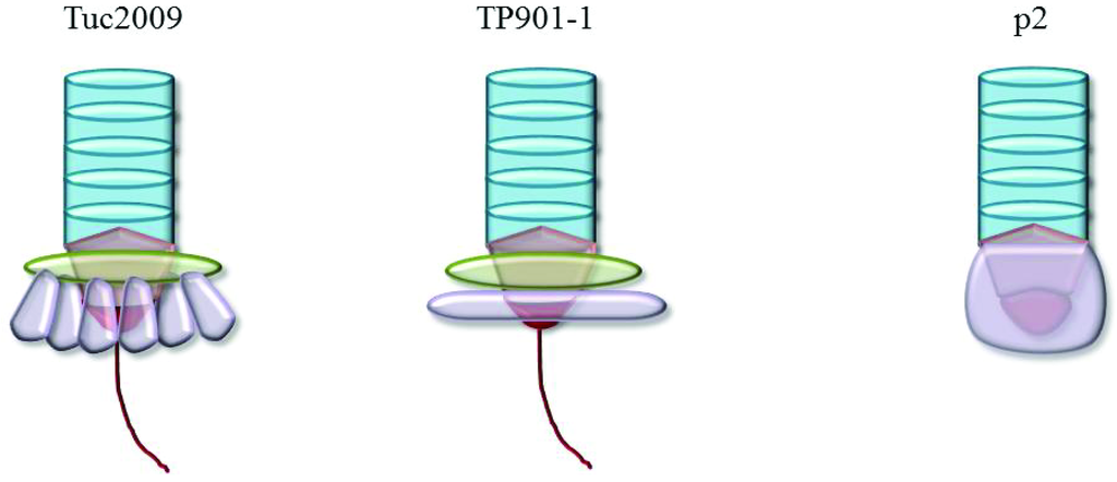 Viruses 04 01410 g002 1024