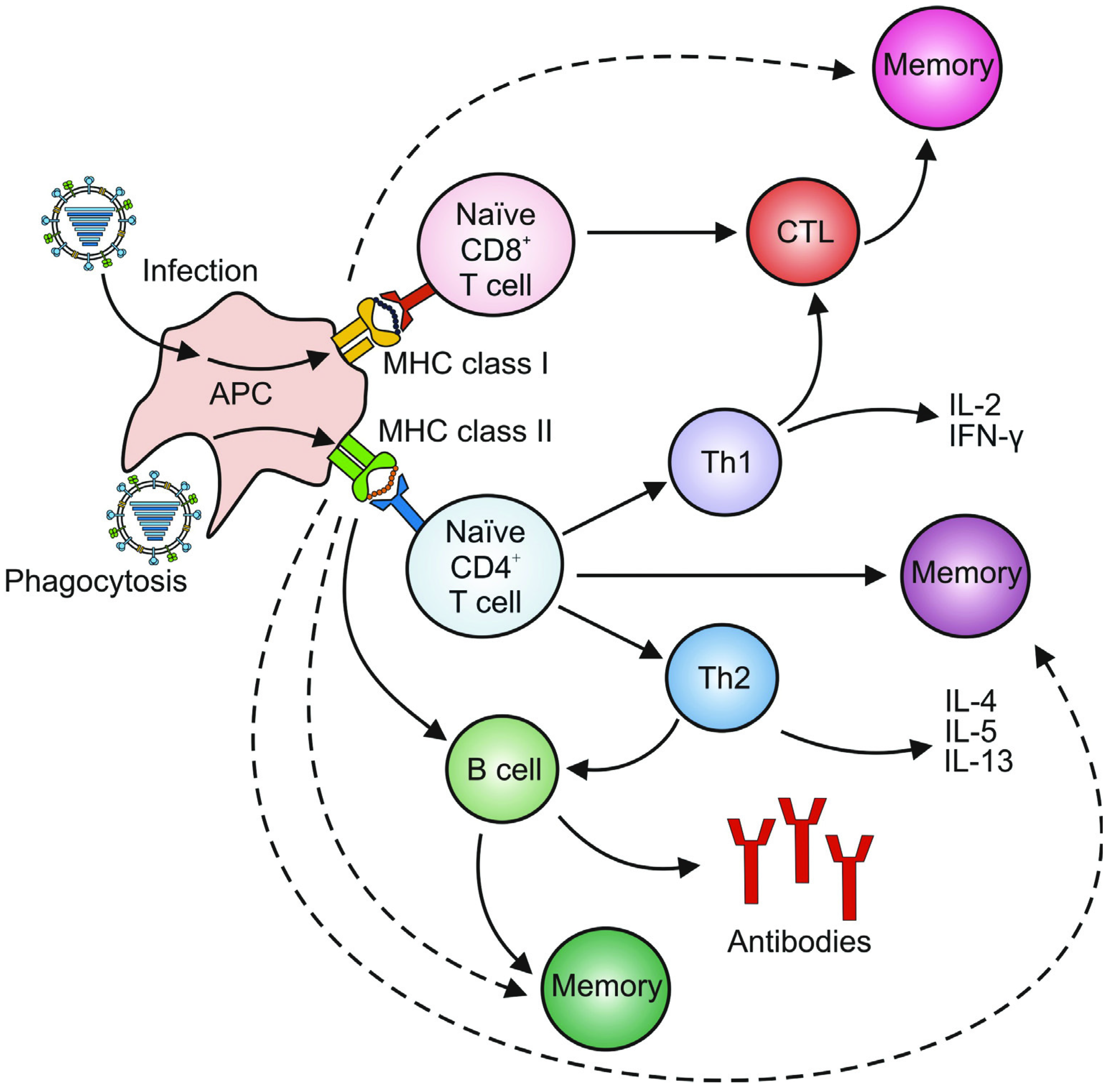 Viruses 04 01438 g004