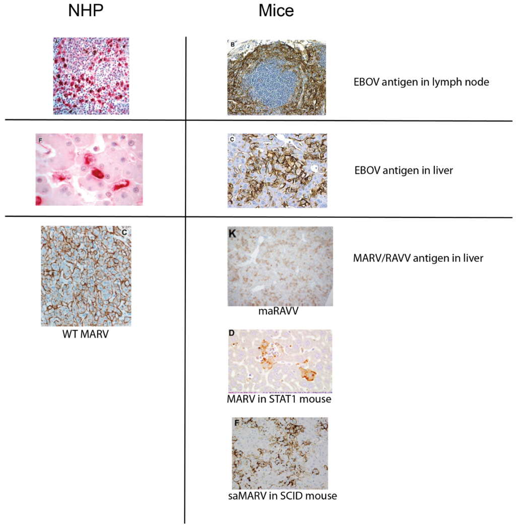 Viruses 04 01477 g001 1024