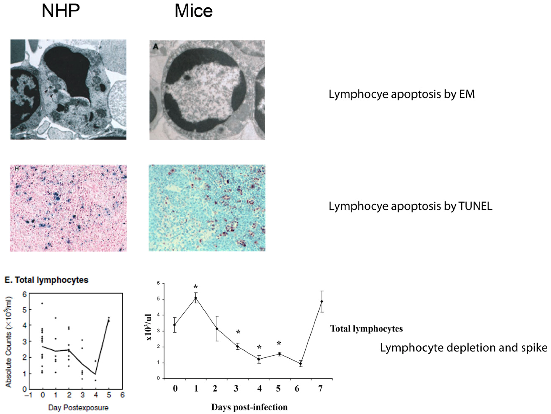 Viruses 04 01477 g002