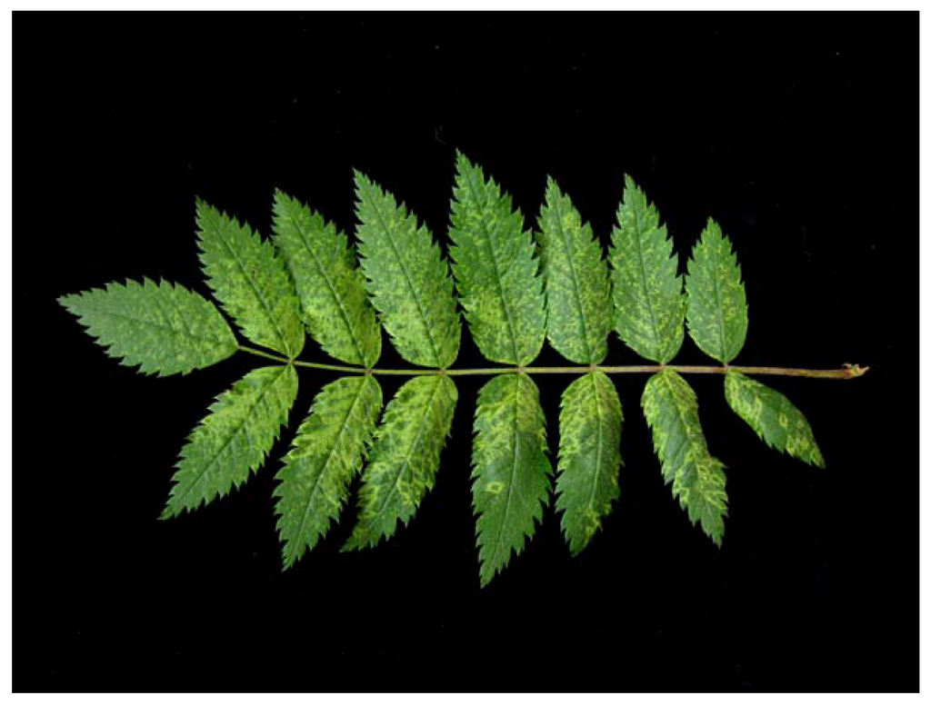 Viruses 04 01515 g001 1024