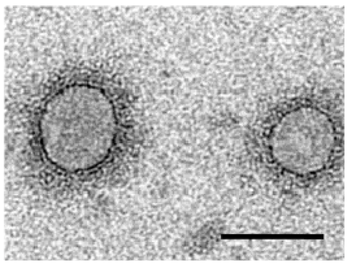 Viruses 04 01515 g002