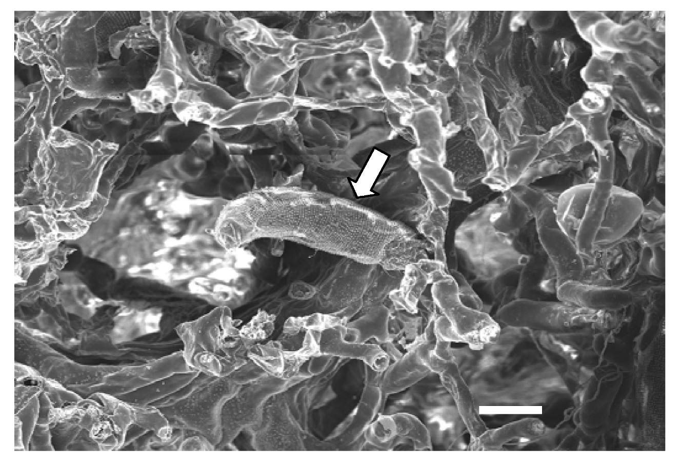 Viruses 04 01515 g004