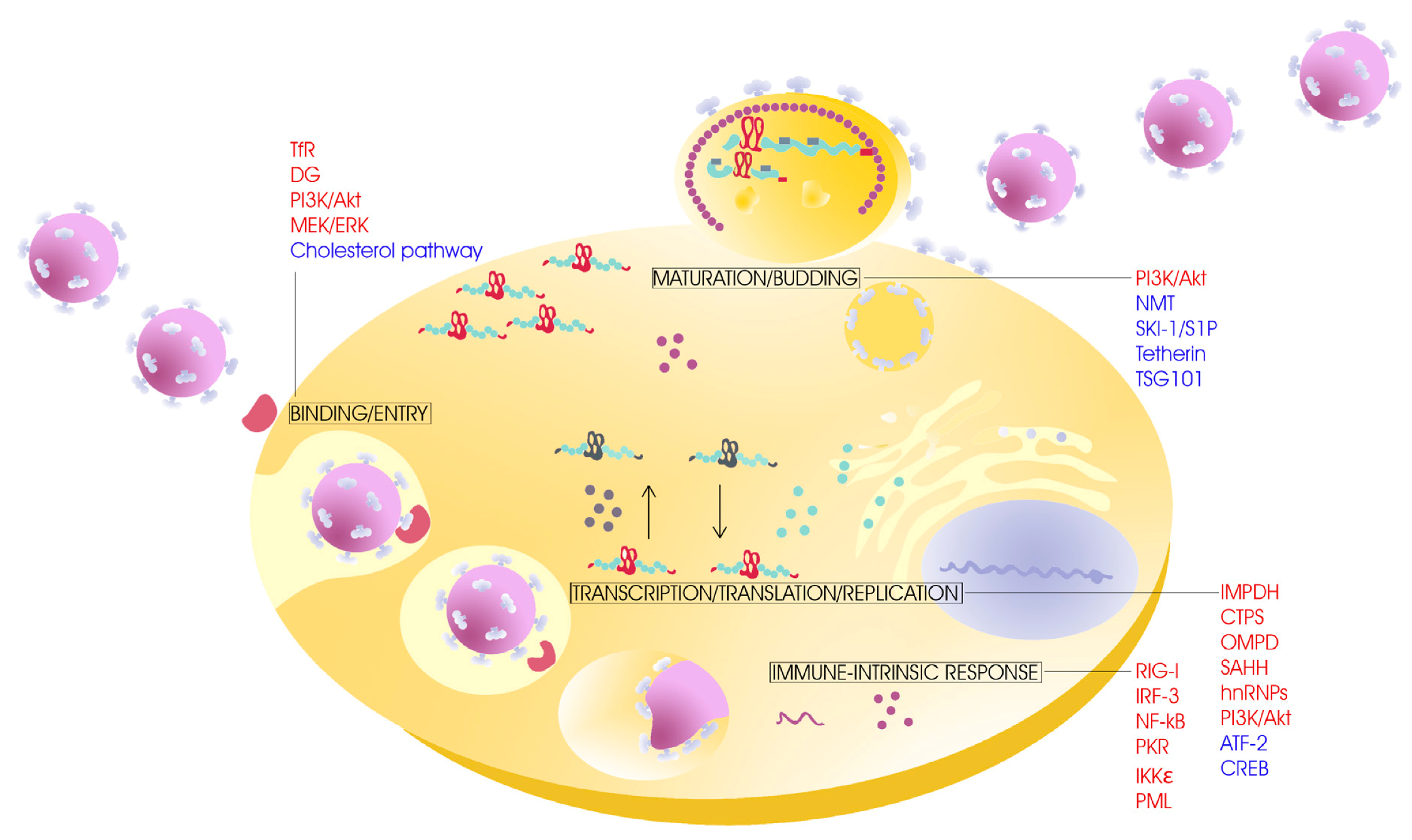 Viruses 04 01569 g001