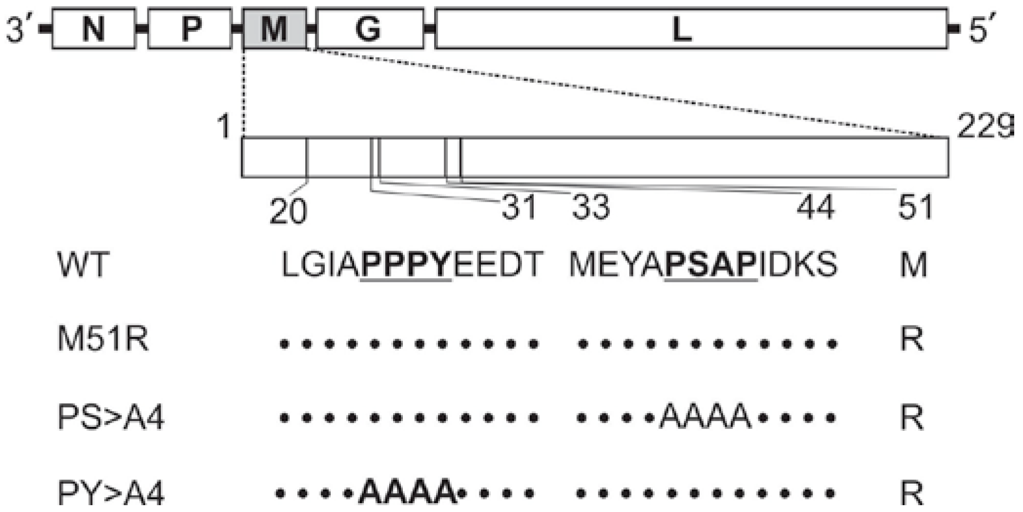 Viruses 04 01605 g001