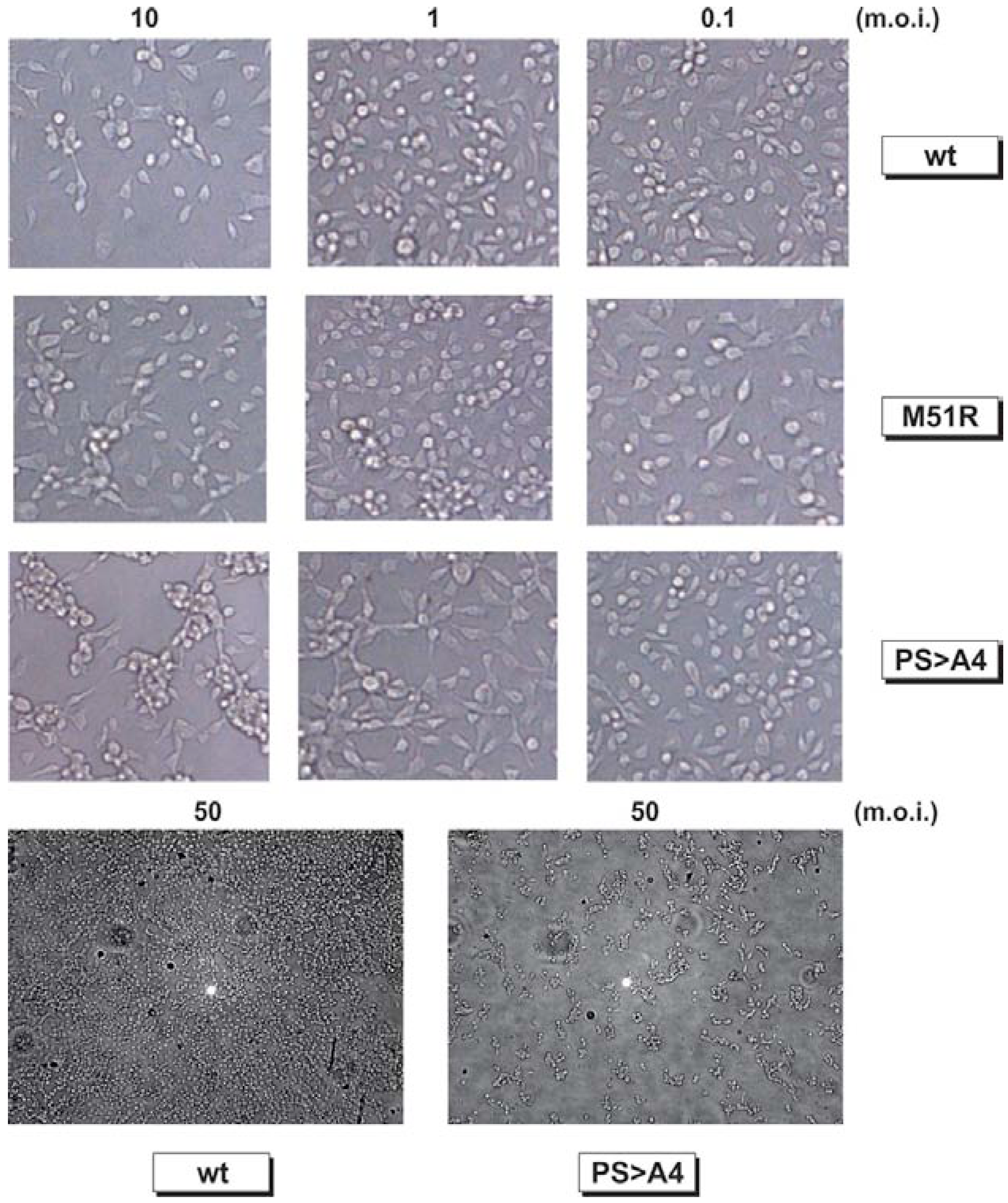 Viruses 04 01605 g007