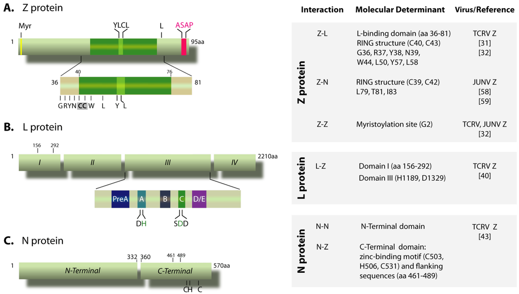 Viruses 04 01651 g001 1024