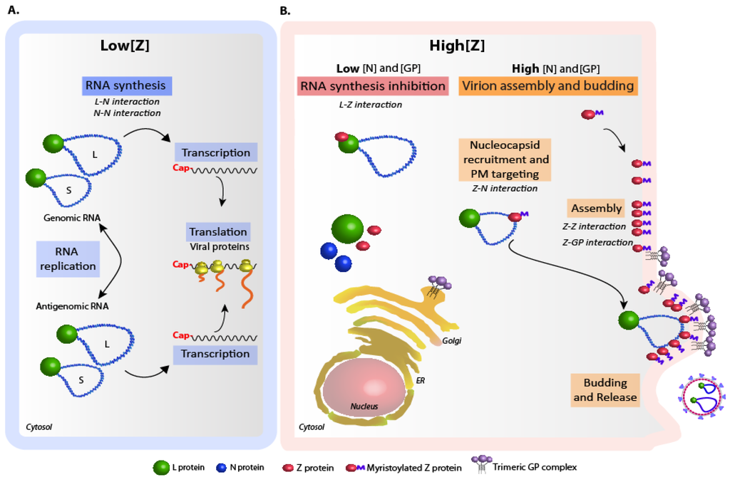 Viruses 04 01651 g002 1024