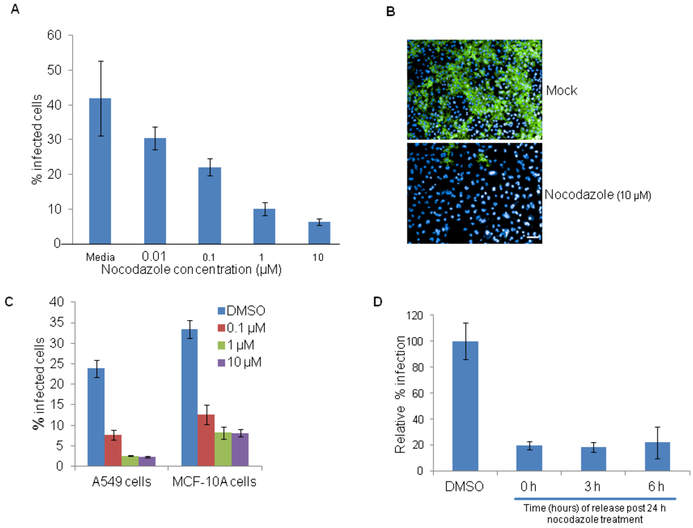 Viruses 04 01865 g004