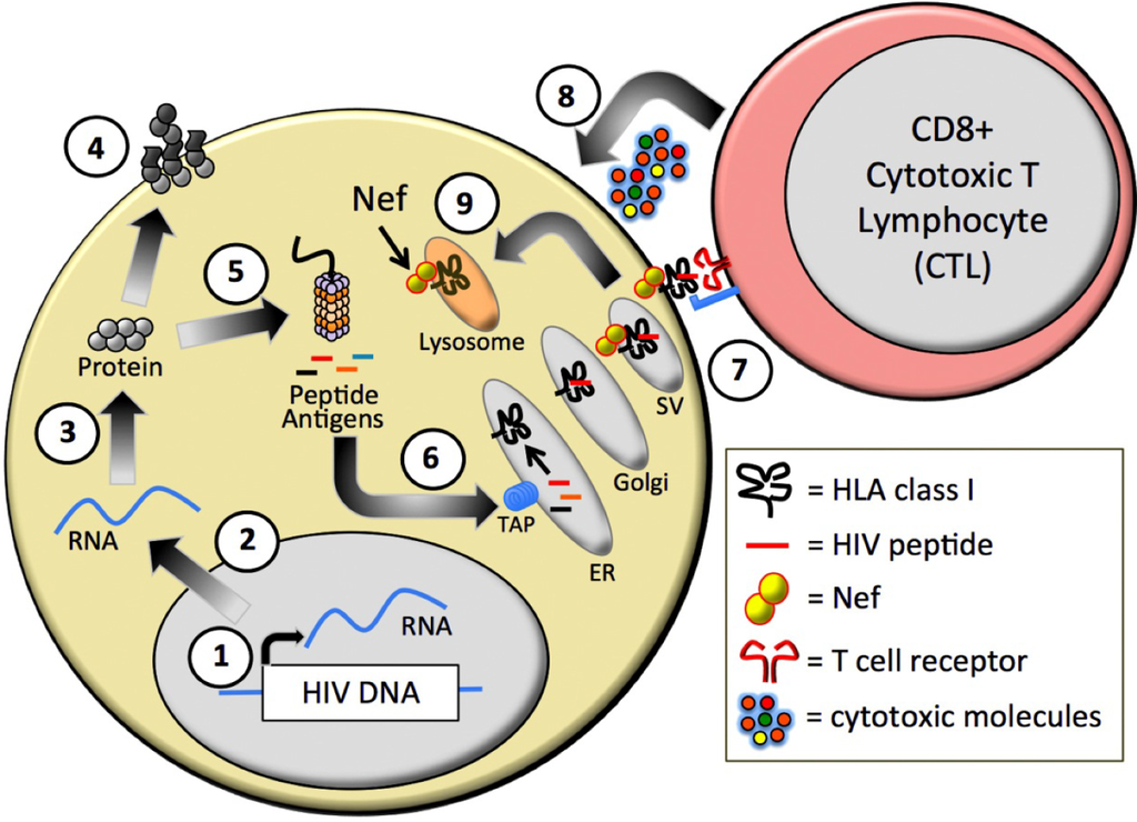 Viruses 04 02014 g001 1024