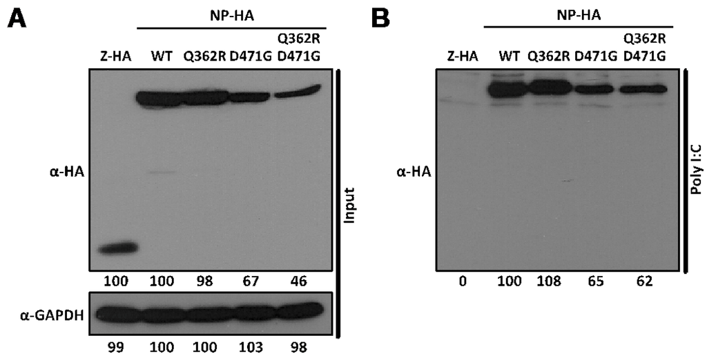 Viruses 04 02137 g005 1024