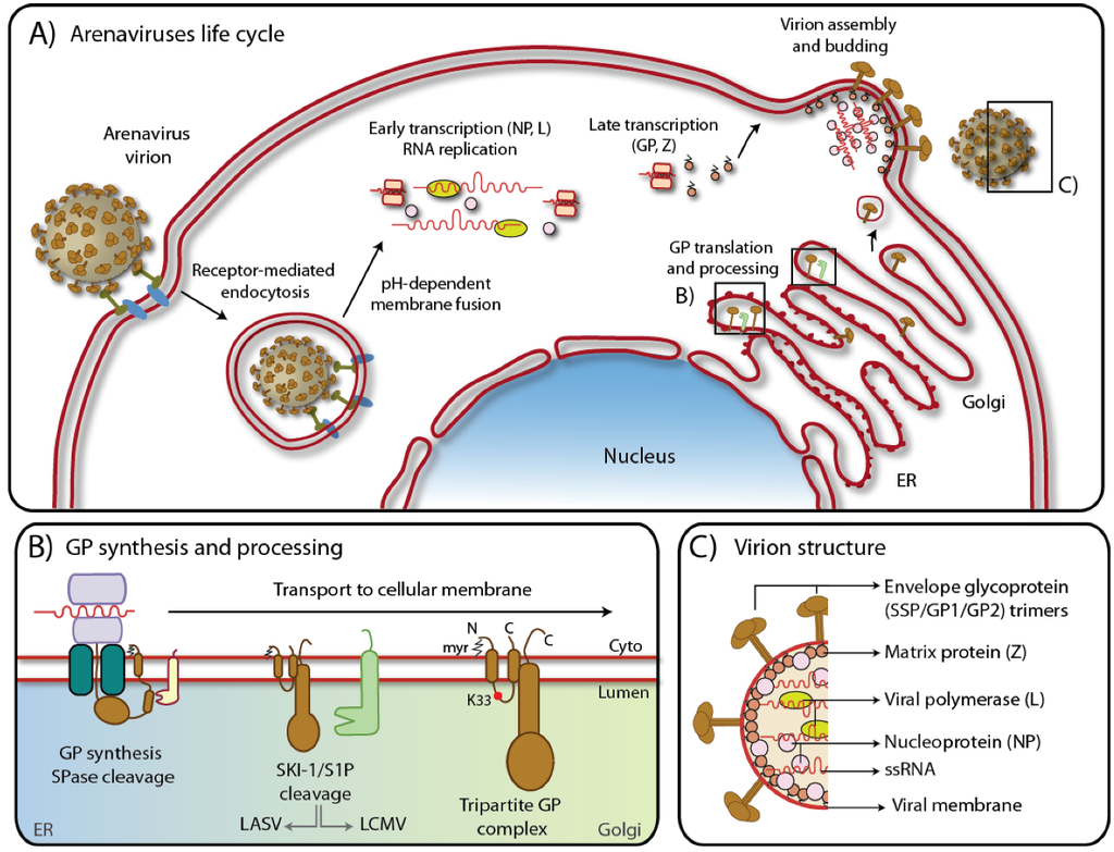 Viruses 04 02162 g001 1024
