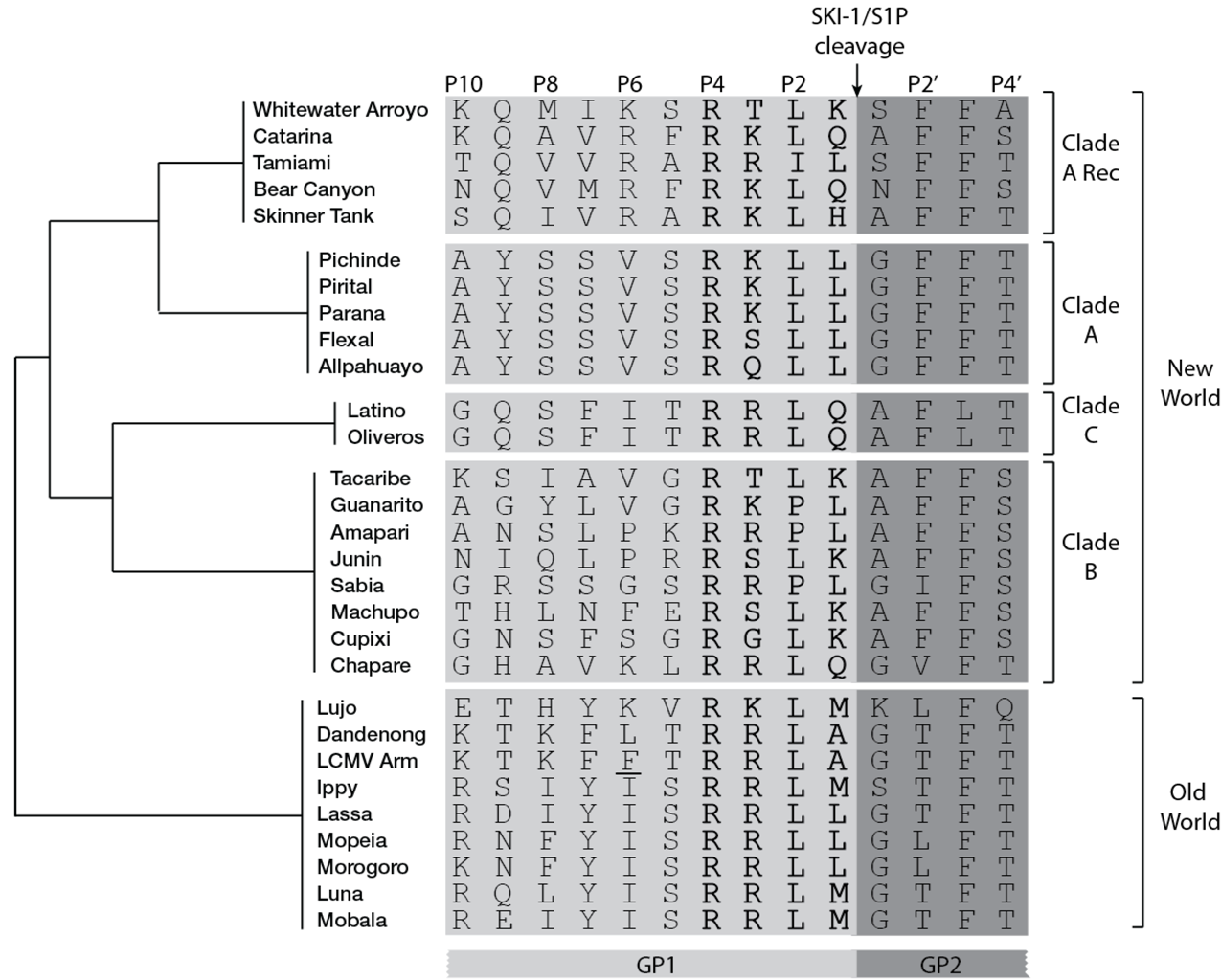 Viruses 04 02162 g002