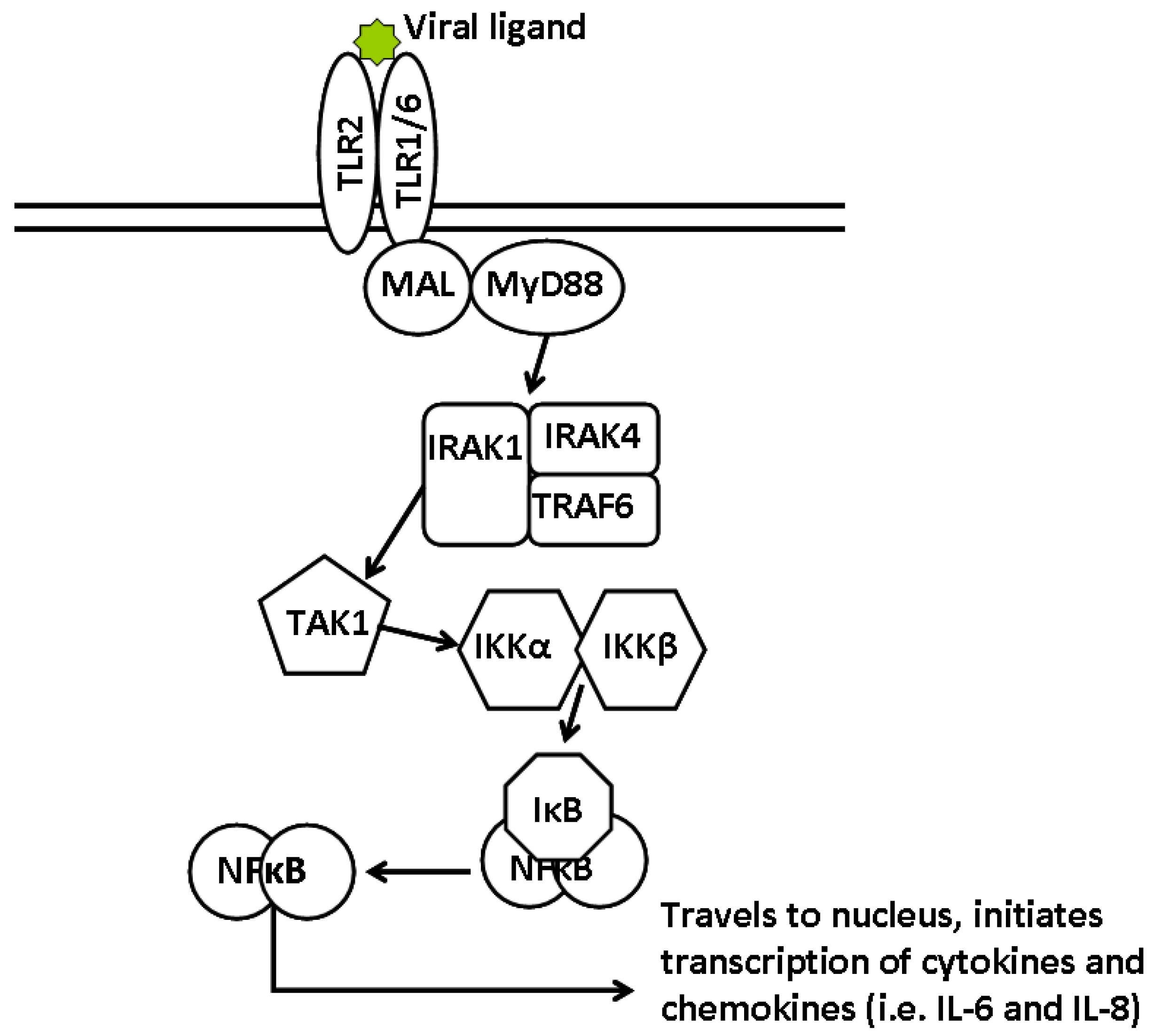 Viruses 04 02182 g001