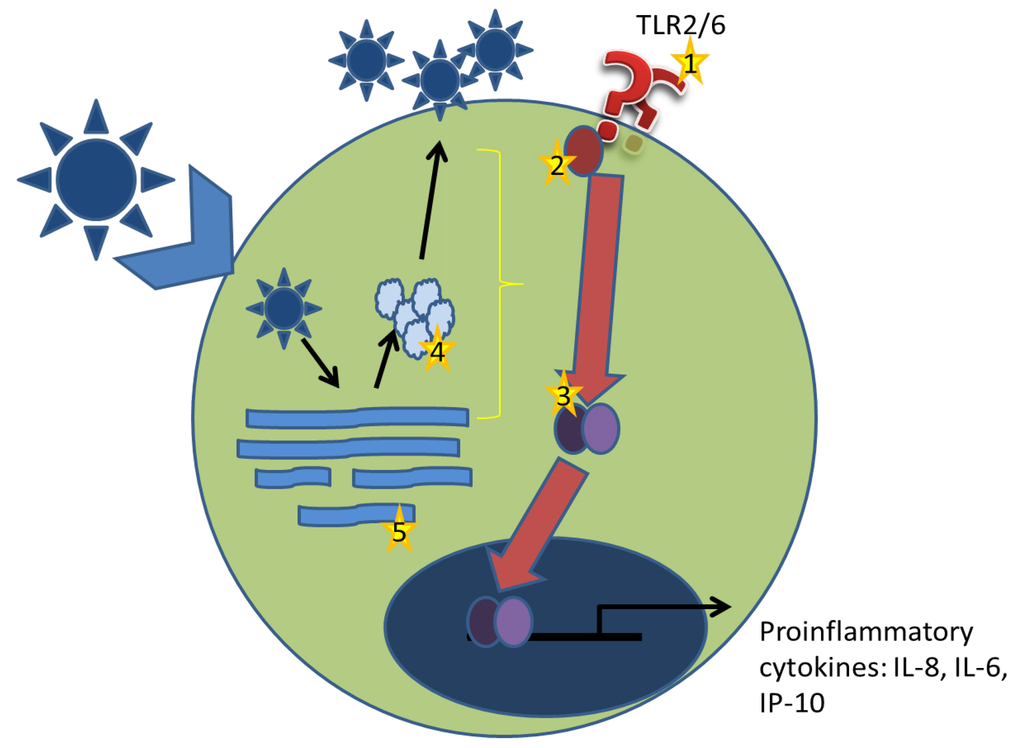 Viruses 04 02182 g004 1024