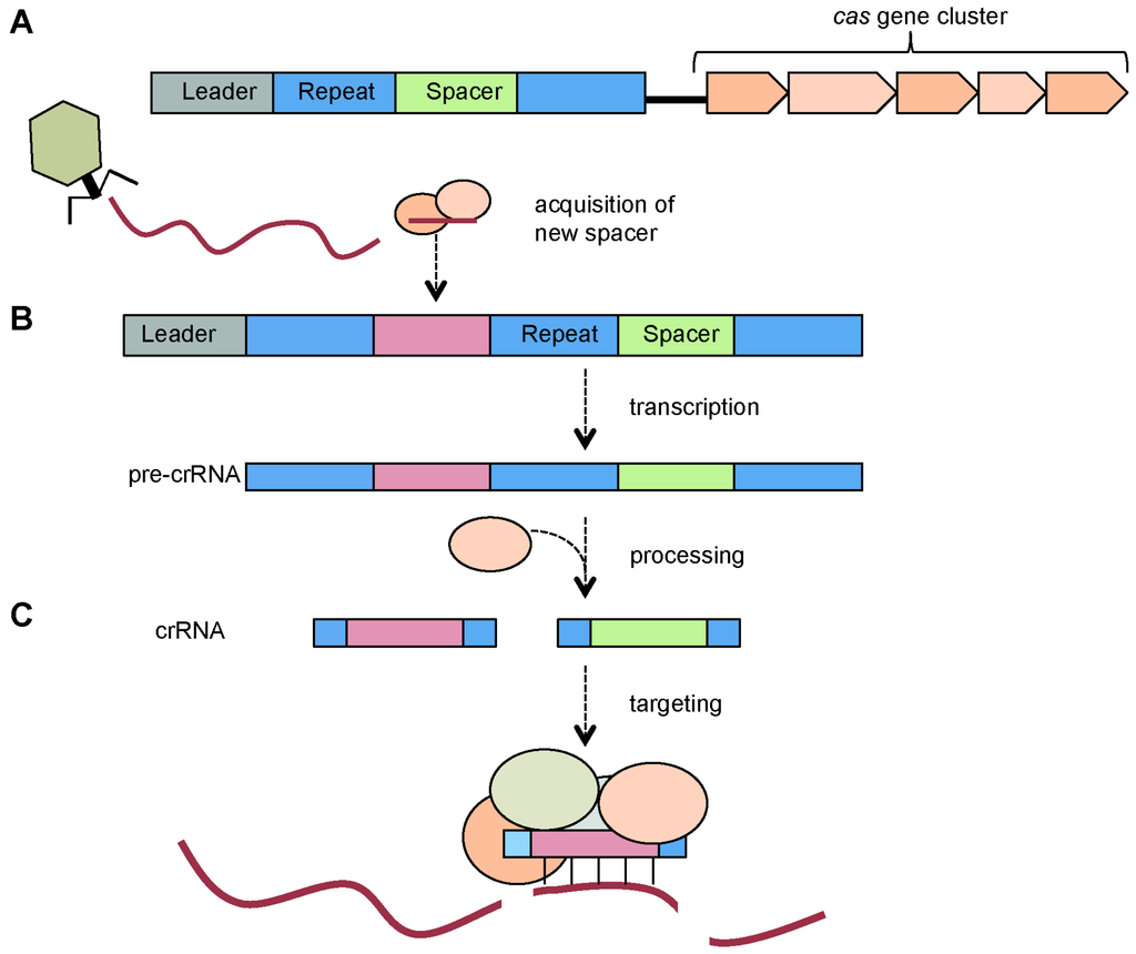 Viruses 04 02291 g001 1024