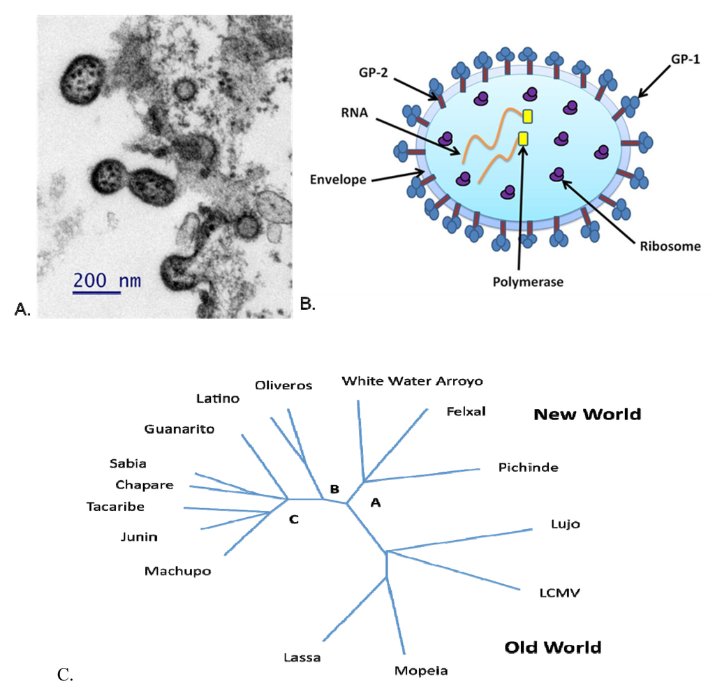 Viruses 04 02317 g001 1024