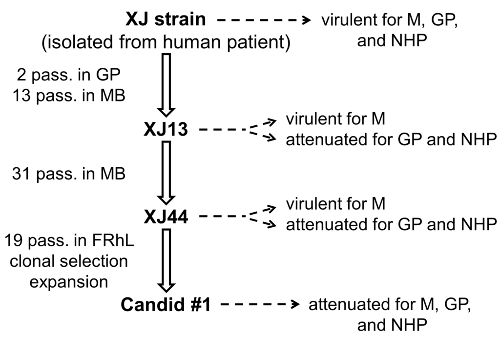 Viruses 04 02317 g002 1024