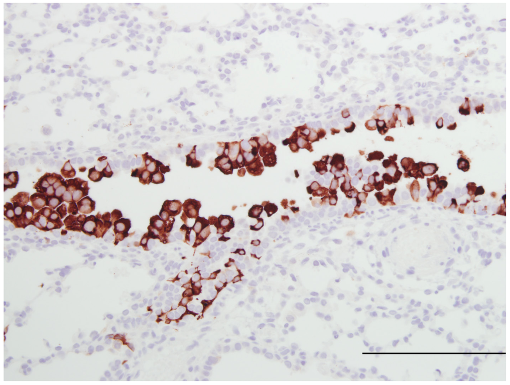 Viruses 04 02359 g002 1024