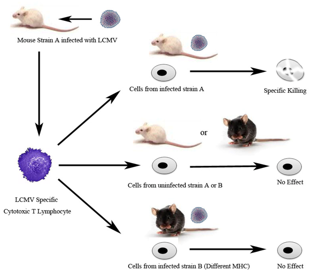 Viruses 04 02650 g002 1024