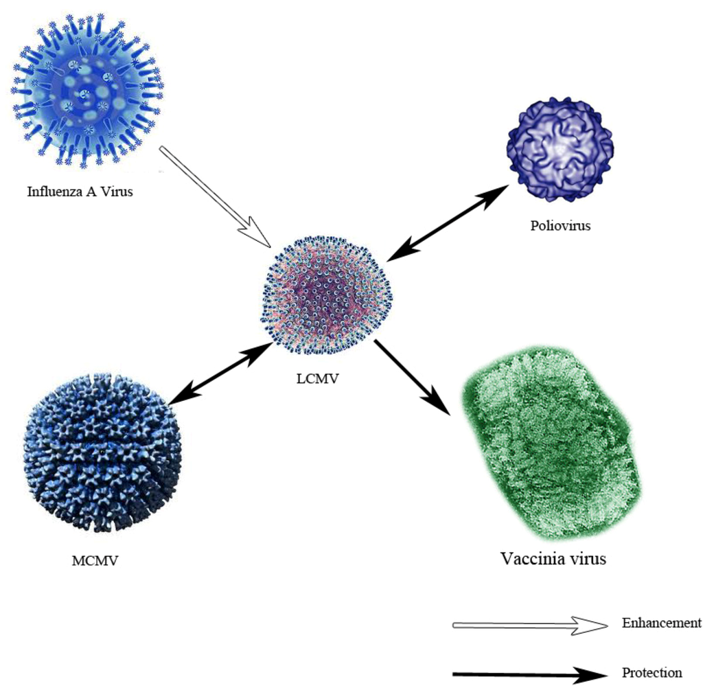 Viruses 04 02650 g004 1024