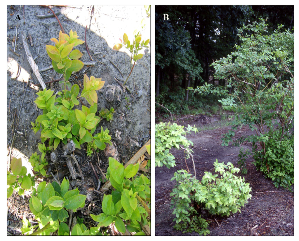 Viruses 04 02831 g001 1024