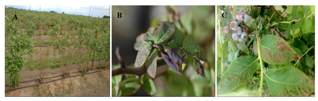 Viruses 04 02831 g003 1024