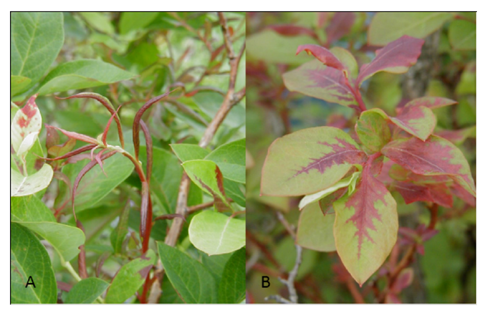 Viruses 04 02831 g005 1024