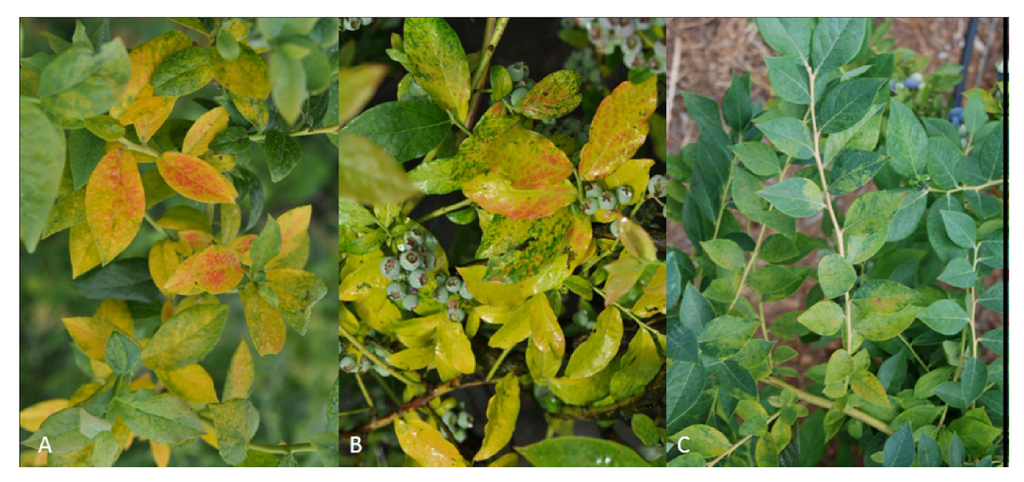 Viruses 04 02831 g006 1024