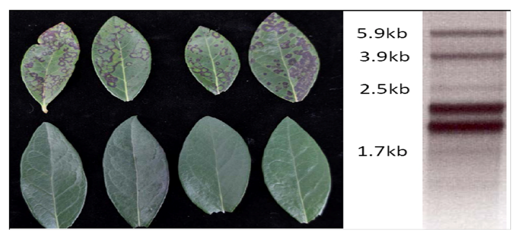 Viruses 04 02831 g007 1024