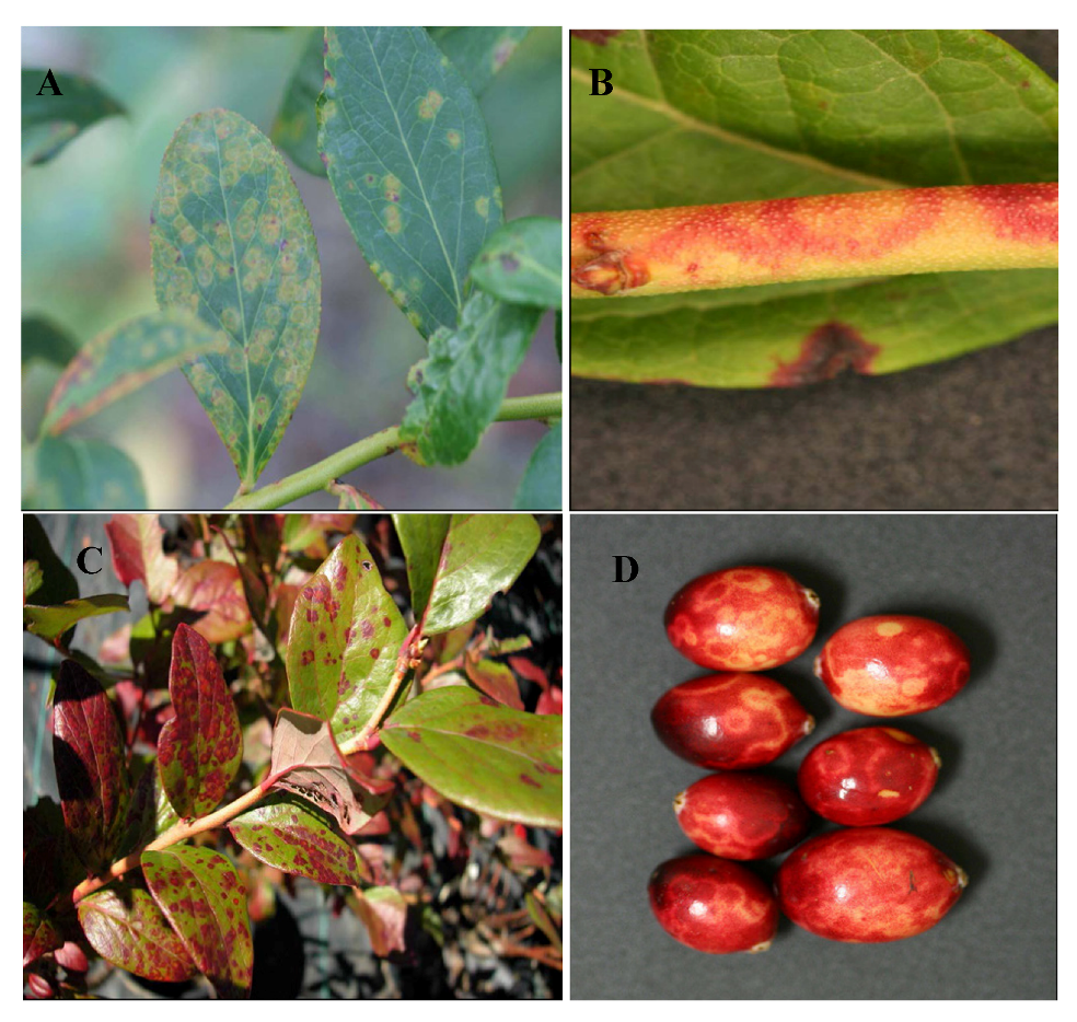 Viruses 04 02831 g008 1024