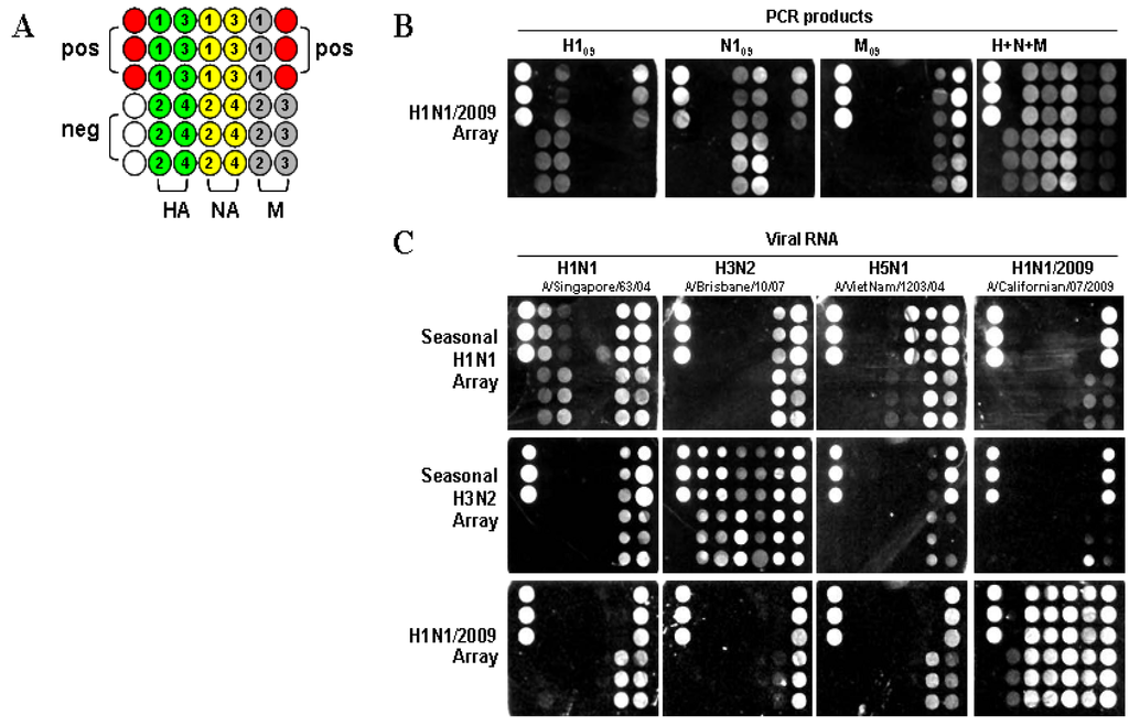 Viruses 04 03012 g001 1024